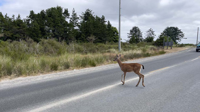 IIHS-deer-strikes-insurance-claims-2022